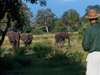 Sand River Selous - Wildlife 